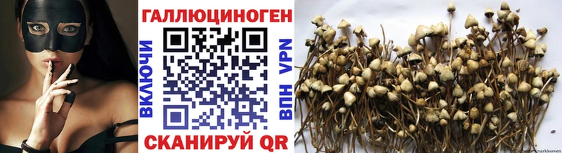 как найти наркотики  Катайск  гидра как зайти  Галлюциногенные грибы Psilocybe 